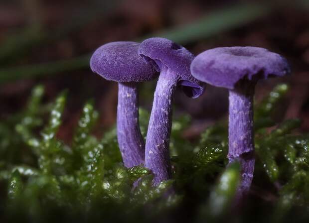 6. Amethyst deceiver Лаковица аметистовая. 6. Amethyst deceiver Лаковица аметистовая. грибы, интересное, фото