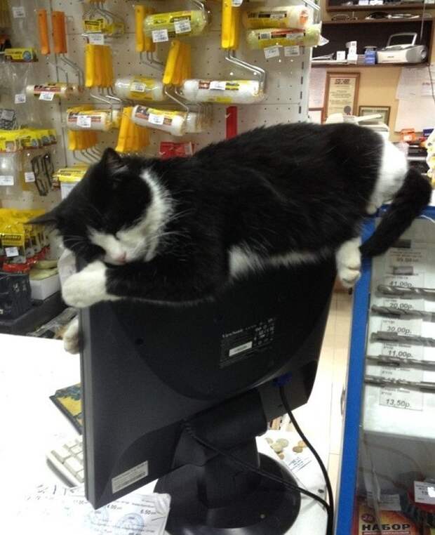 Кошка спит