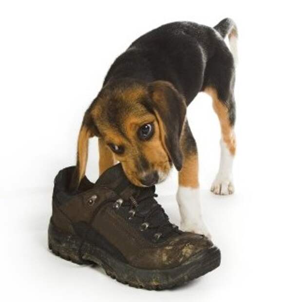 Beagly puppy dog chewing on a big walking boot