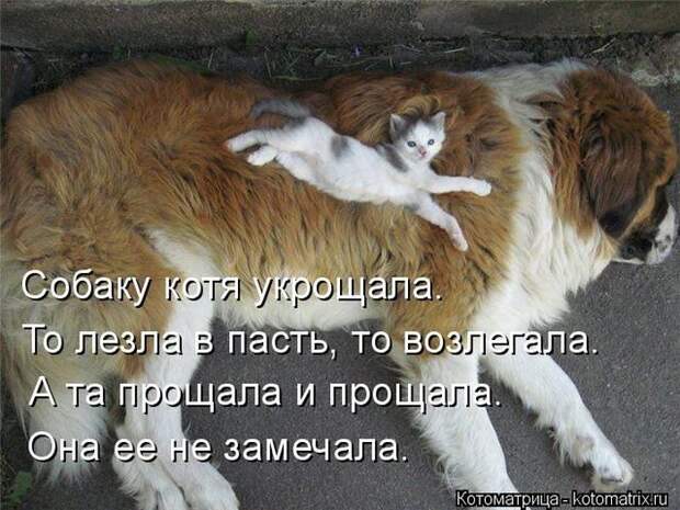 Лучшие котоматрицы недели