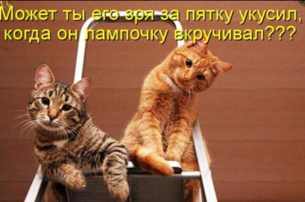 Кошачий фотопост! Кошачий фотопост! коты, юмор