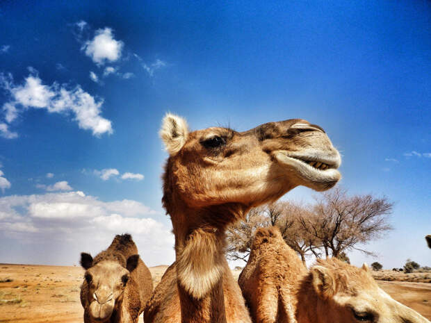 Фото: Waleed Al-Huraish