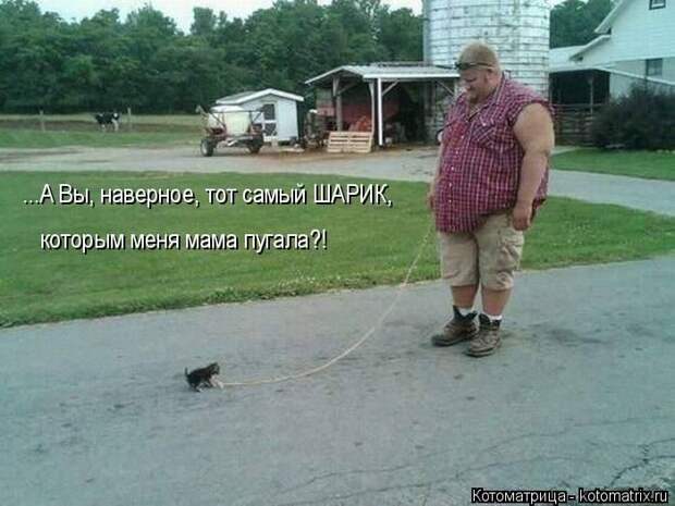 Лучшие котоматрицы недели
