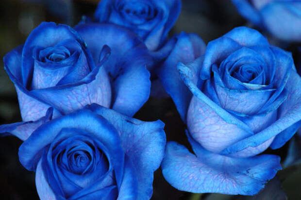 фотография синих роз