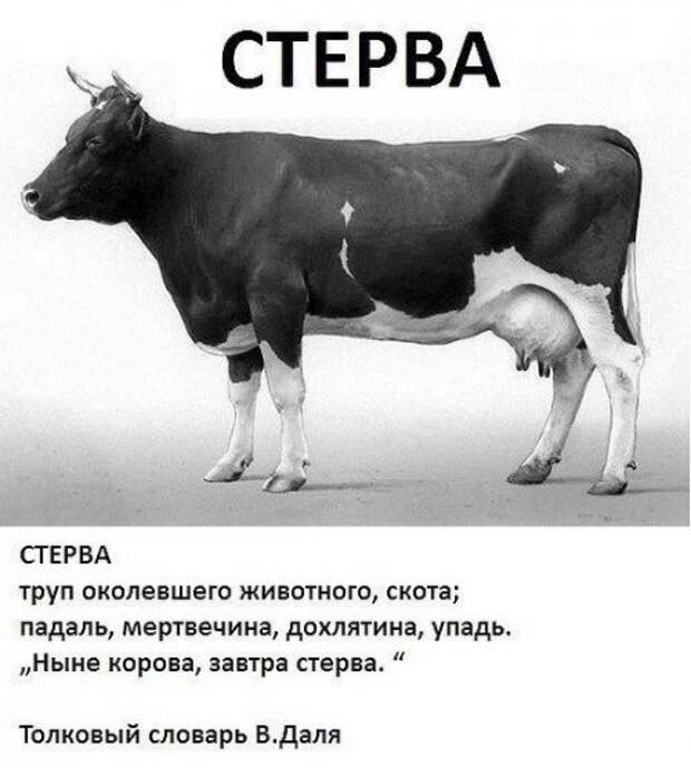 Снова прикольные картинки (51 шт)