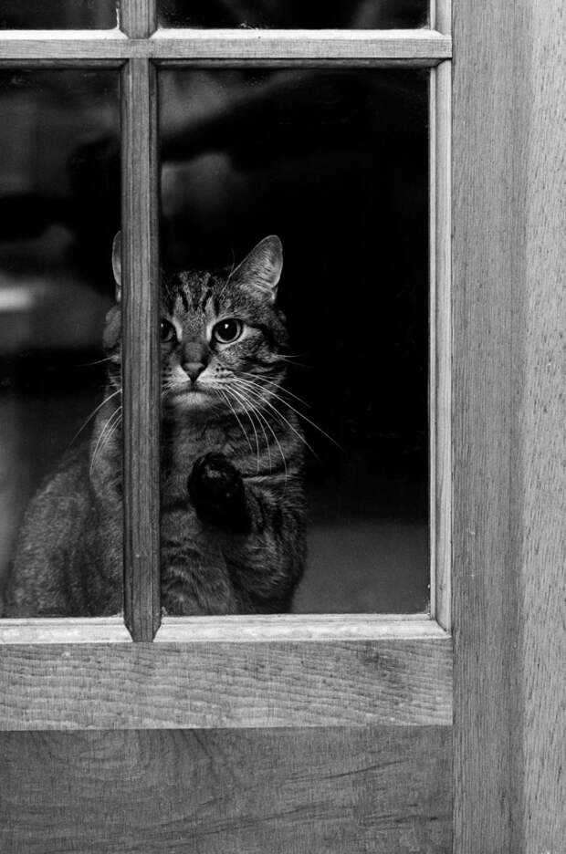 меланхоличные коты ждут хозяина у окна (25)