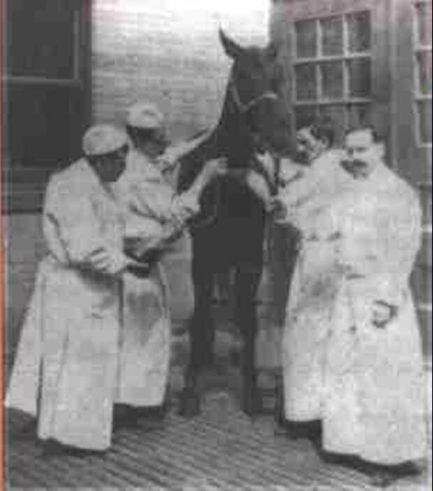 Лошадь Джим, сыворотка крови которой использовалась для выработки антитоксина против дифтерии, была заражена столбнячными бактериями, в результате чего между 1900 и 1902 годами погибло несколько человек. 