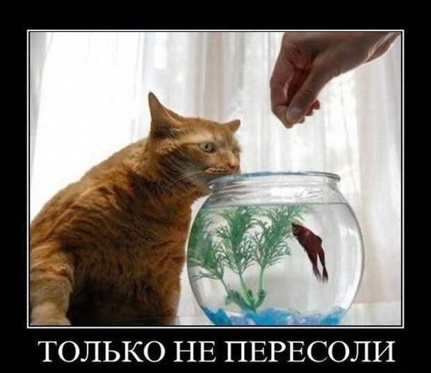 Демотиваторы. Смеемся вместе!