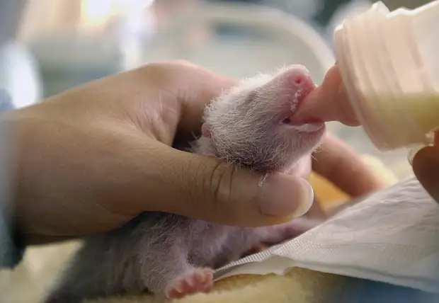 Удивительные фото 5-недельного детеныша панды, который улыбается и машет из своего инкубатора