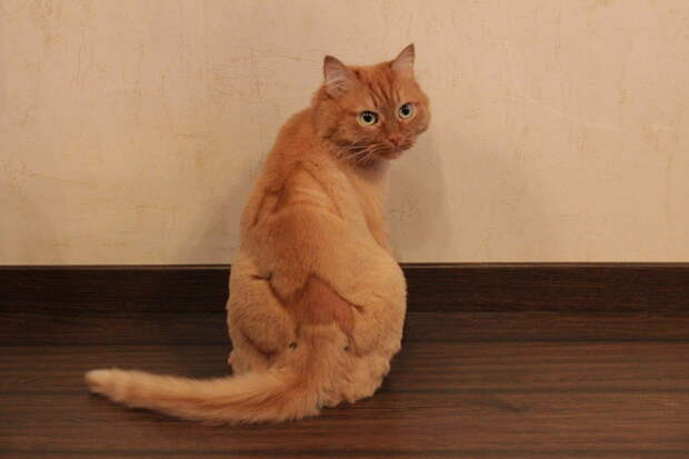 котики остриженные 