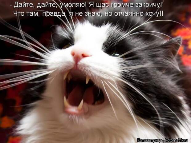 Котоматрица №33