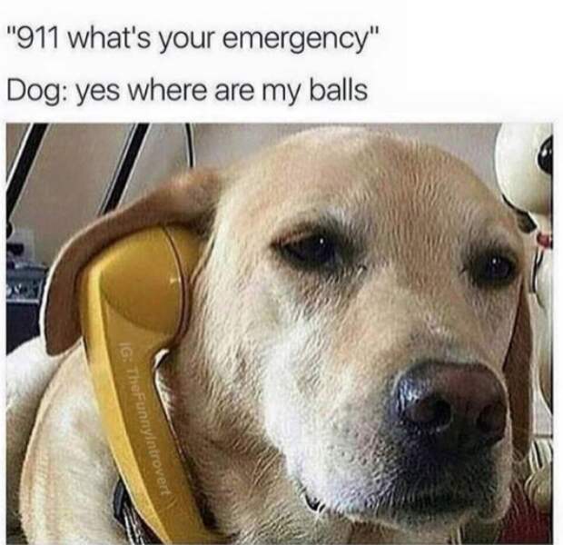 2673522 121 Dog memes youll want to show your dog even though he cant read (32 Photos)