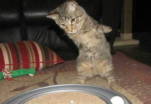 Котенок без передних лап