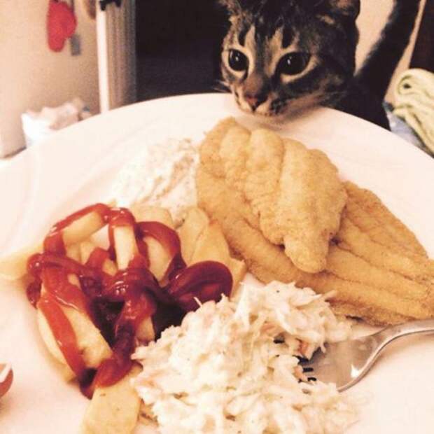 Забавные КОТОприколы (17 фото)