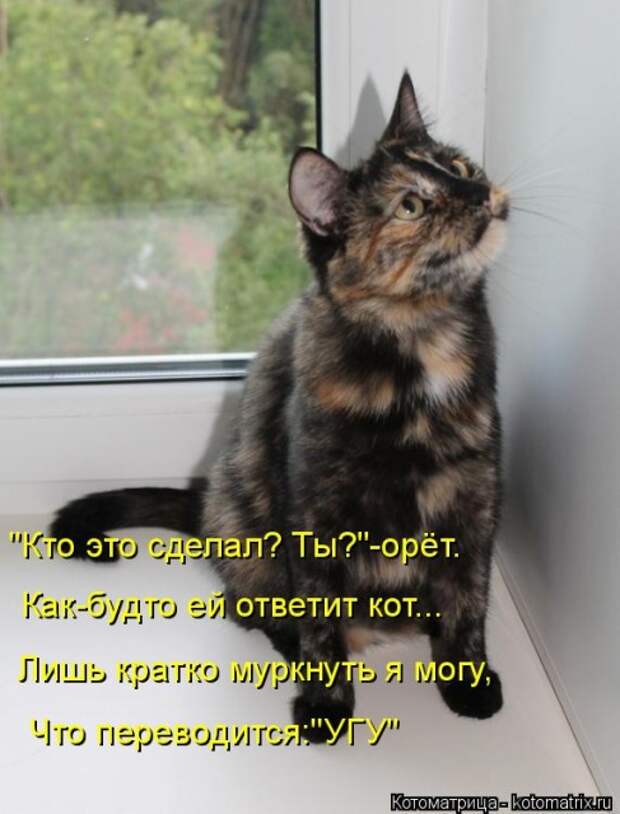 Лучшие котоматрицы недели (50 фото)