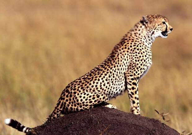 Самые быстрые животные (сухопутные) гепард Гепард (Acinonyx jubatus), фото хищные животные фотография