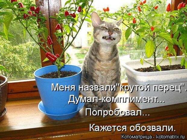 Весёлые котоматрицы - смешные кошки Весёлые котоматрицы - смешные кошки