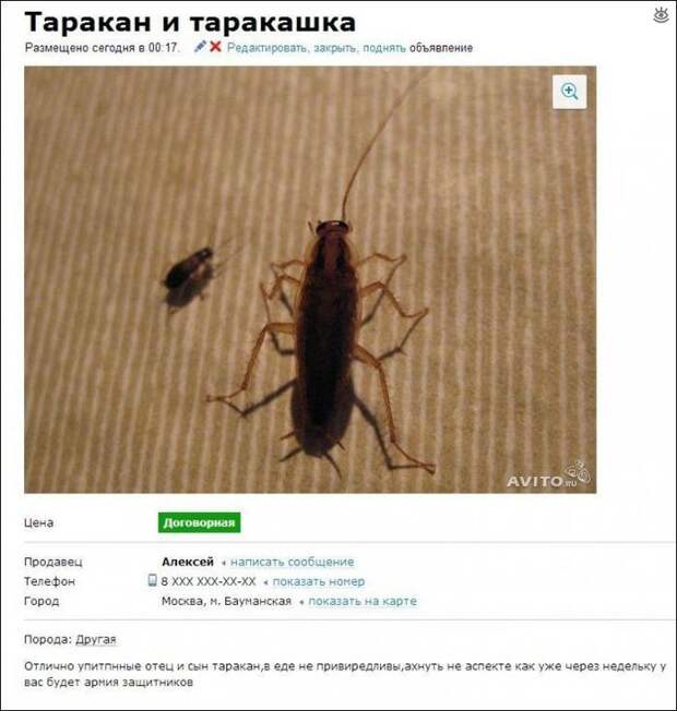 Курьёзные объявления из сети 1