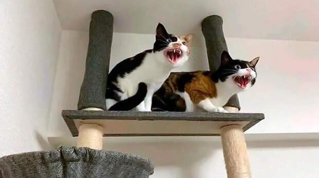 Как веселятся и бесятся коты, когда их двое (смешные фото)