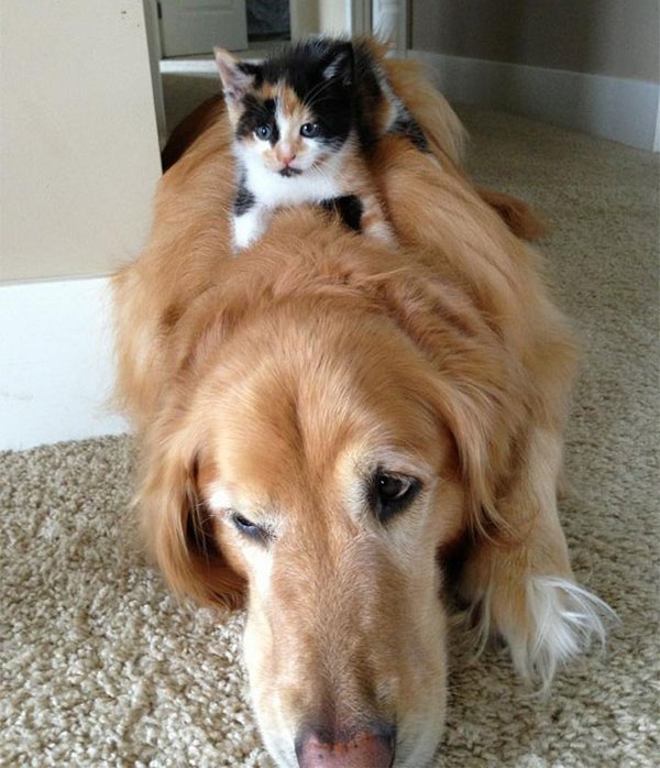 Кот на собаке Кот на собаке