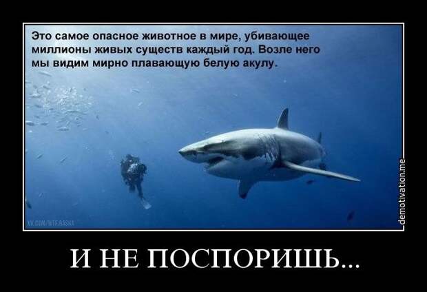 Подборка свежих демотиваторов демотиваторы, прикол, юмор