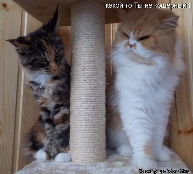 Котоматрица: какой то Ты не кошерный !