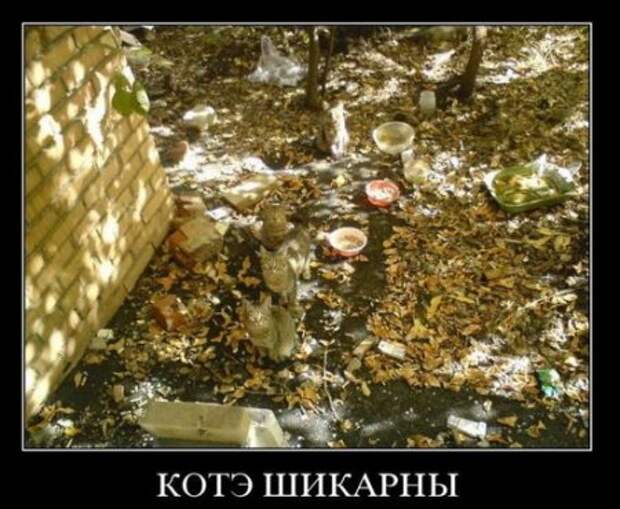 Демотиваторы классный юмор, позитив во всем.
