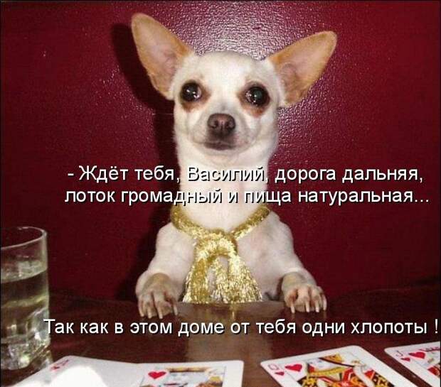 Котоматрица (81 фото)
