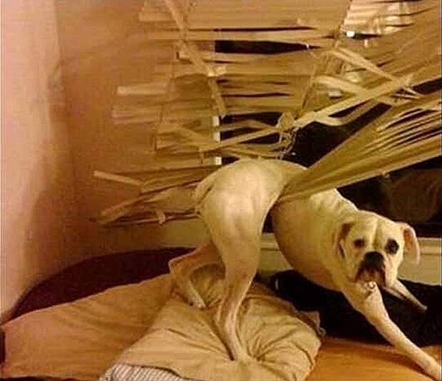 Guilty_dog_blinds