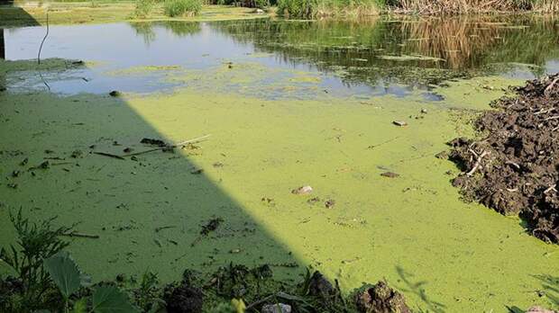 Politico узнала о планах Польши и Финляндии восстановить болота на границе с РФ