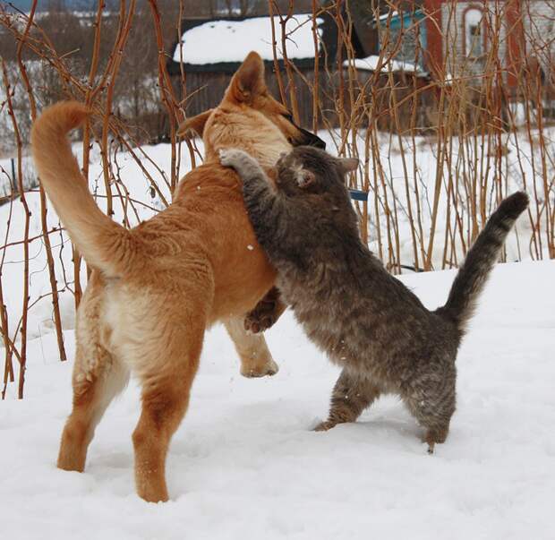 Неразлучные друзья Булька и Платон животные, кошка, собака