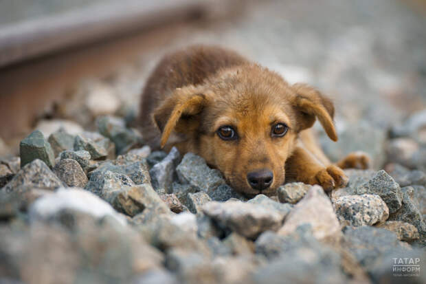Кинологи рассказали, что укусы даже не ядовитых змей могут быть опасны для собак