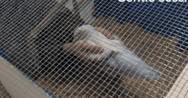 Цыплята выбирают ласку человека — показал эксперимент британских и чилийских учёных