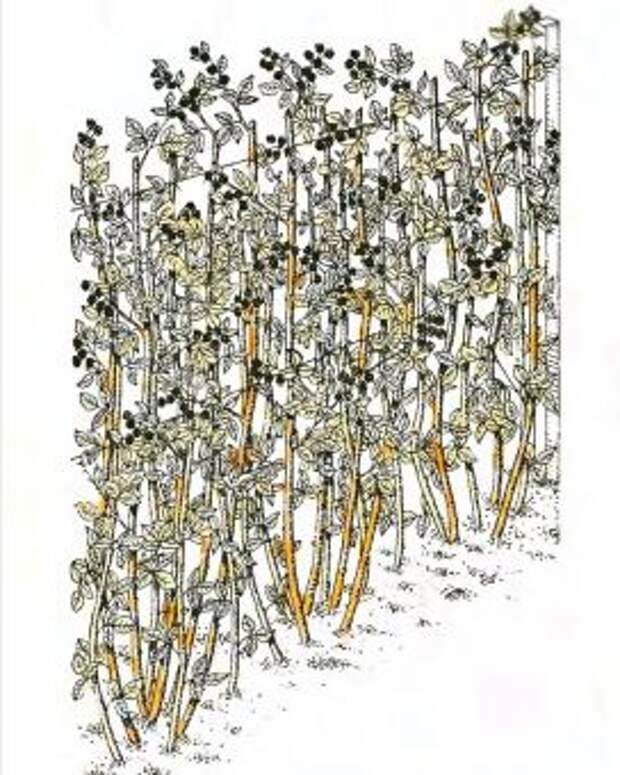 Рис. 7. Обрезка малины