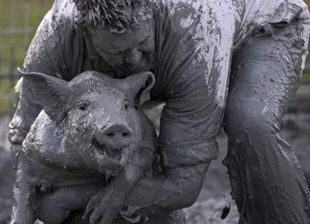 Ловля свиней в грязи на Festival du Cochon-2015 (17 фото)