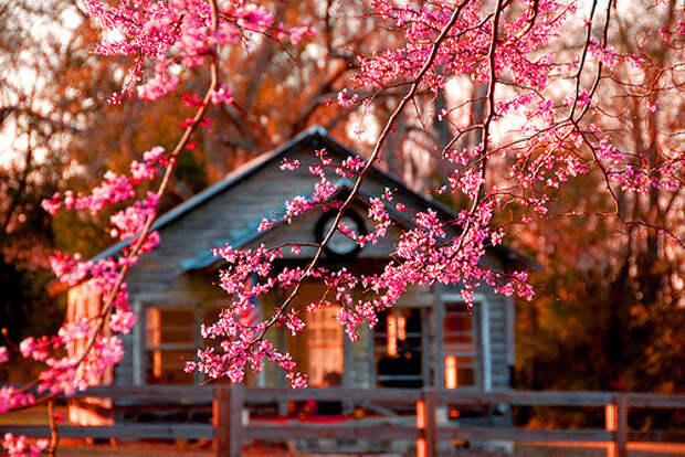asia-beautiful-beauty-blossom-Favim.com-2733332
