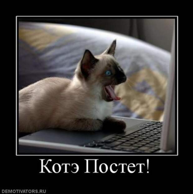 Демотиваторы про котэ, почти как котоматрицы!