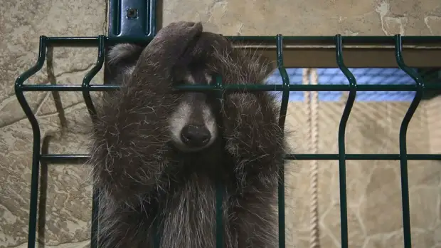 Генпрокуратура выявила массовые нарушения норм содержания животных в зоопарках и цирках