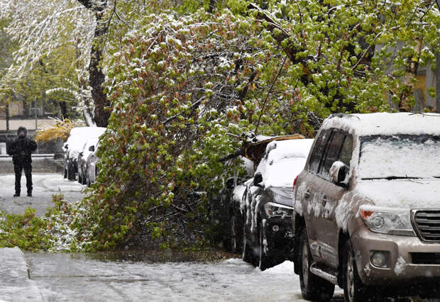 Россиянам назвали порядок действий при падении дерева на машину