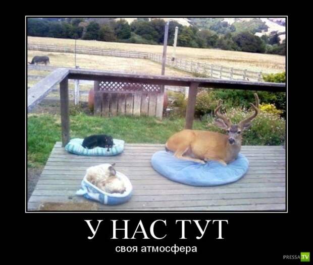 Демотиваторы на июль, часть 15 (29 фото)