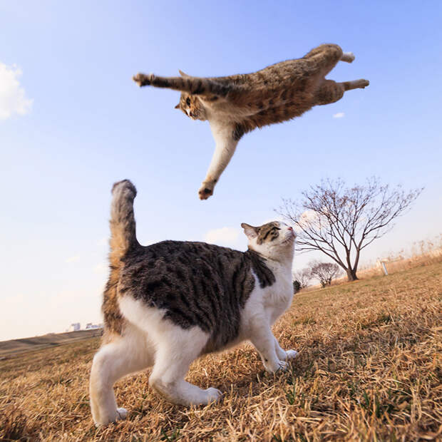Кошки, пойманные в прыжке.