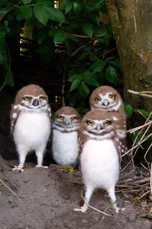 совы