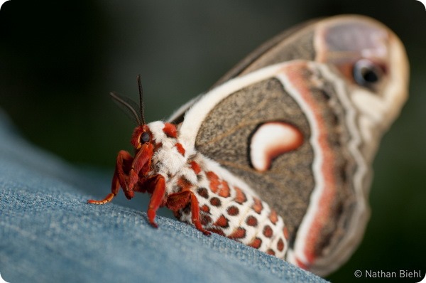 Павлиноглазка цекропия (лат. Hyalophora cecropia)