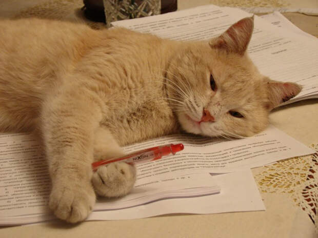 кошка с ручкой