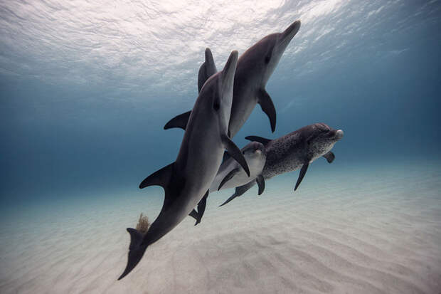 underwater-animal-photography-by-jorge-cervera-hauser-2