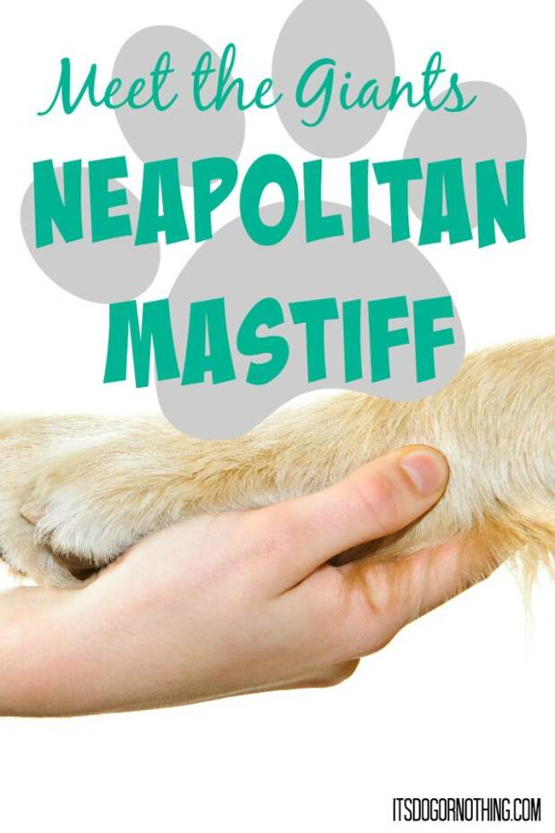 This week on Meet the Giants, we're talking about the Neapolitan Mastiff! Read more for tons of fabulous breed information!
