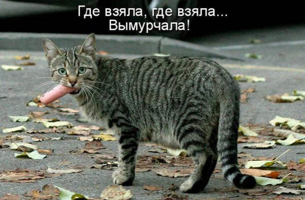 Смешные животные из КотоМатрицы (49 шт.)
