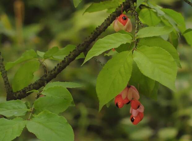 Лесные ягоды опасные для здоровья