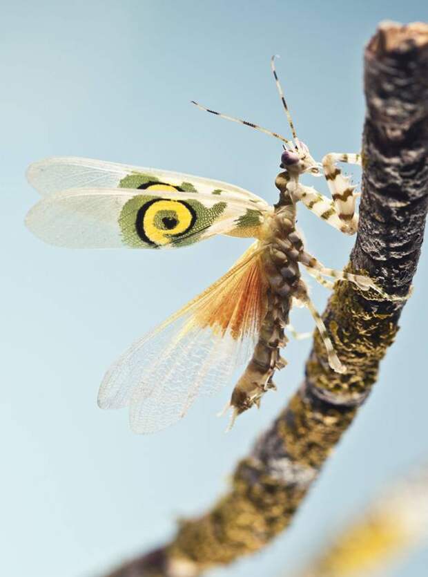 Pseudocreobotra ocellata 