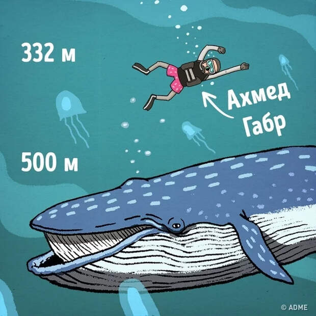 Про глубину, и то, что в ней находится Подводный мир, Подводная лодка, Рыба, Глубина, Длиннопост